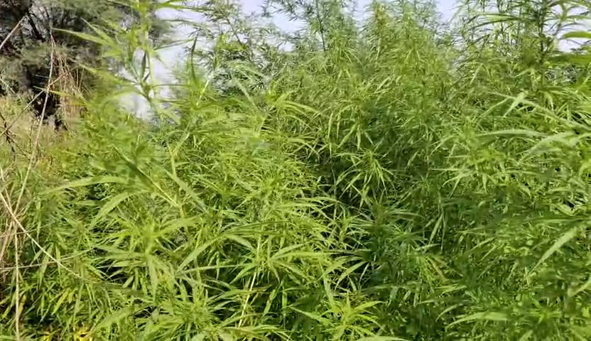 VideoCapture_20231104-212453