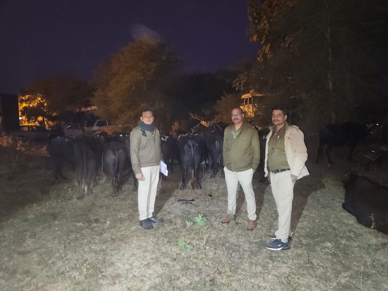 अवैध रूप से परिवहन किया जा रहे 51 मवेशियों को पुलिस ने छुड़ाया, दो पर मामला दर्ज